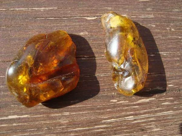 Sperm 100 million years old found in amber - news, Amber, The science