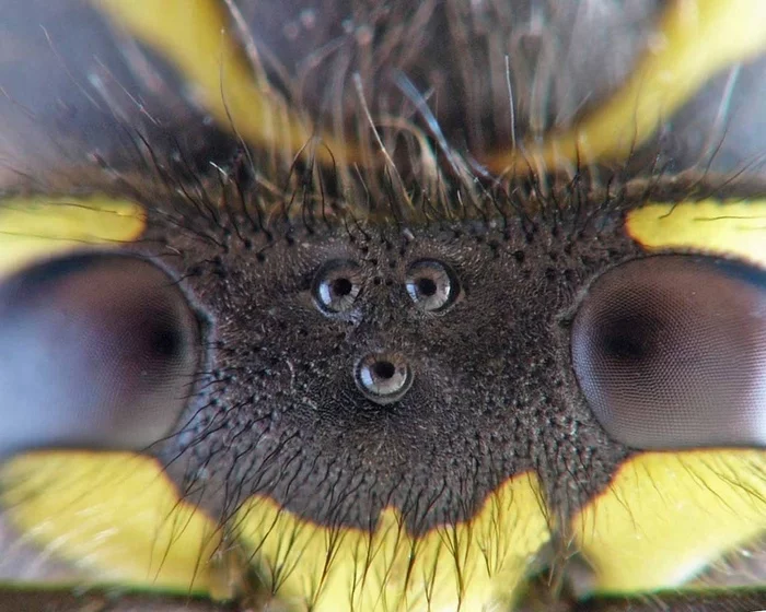 Bees have 5 eyes: 2 complex facet eyes for seeing objects, and 3 simple ones for determining the degree of illumination. - Bees, Eyes, Facts, Insects