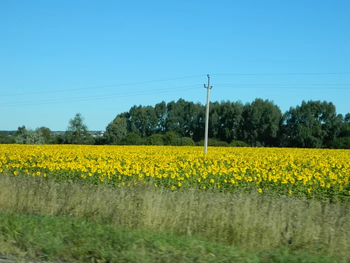 Seeds are not only oil... - My, Sunflower, Aviation, Longpost