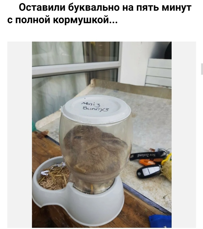Сова в городе что делать. Смотреть фото Сова в городе что делать. Смотреть картинку Сова в городе что делать. Картинка про Сова в городе что делать. Фото Сова в городе что делать