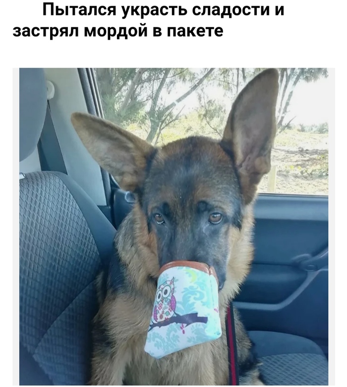 Сова в городе что делать. Смотреть фото Сова в городе что делать. Смотреть картинку Сова в городе что делать. Картинка про Сова в городе что делать. Фото Сова в городе что делать