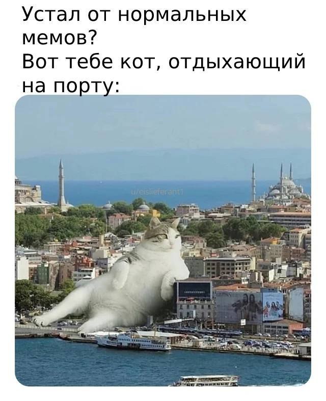 Meme - Memes, Humor, Picture with text, cat, Port