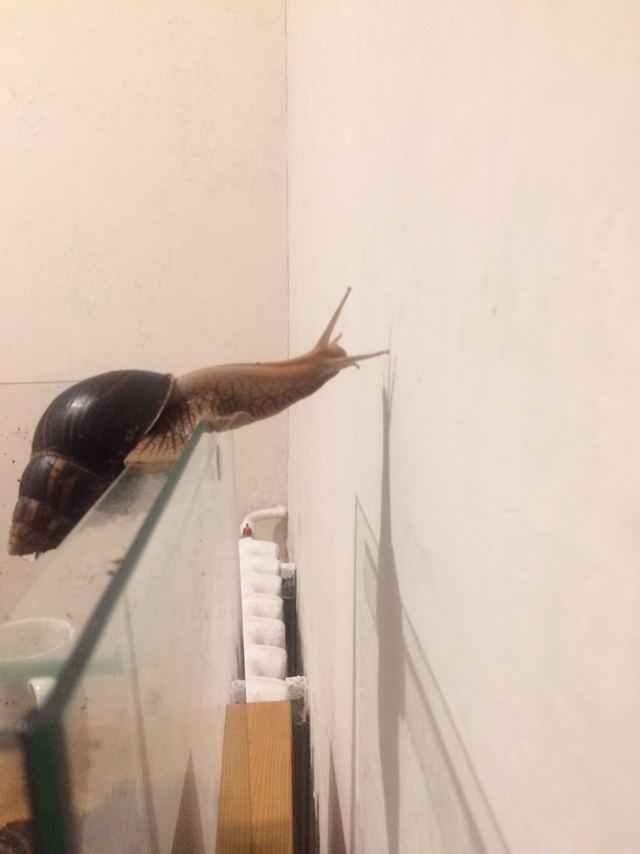 Forward to new adventures - Snail, Travels, Wall, Aquarium, Longpost