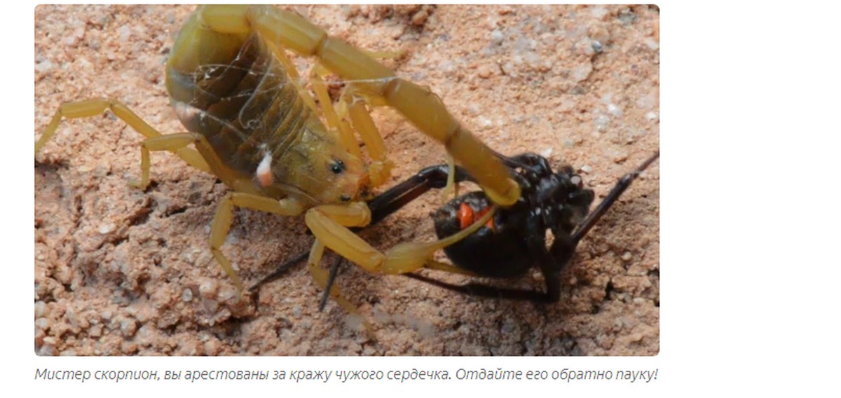 Пища скорпионов. Скорпион на охоте. Скорпион охотится. Скорпион с добычей. Скорпион атакует.