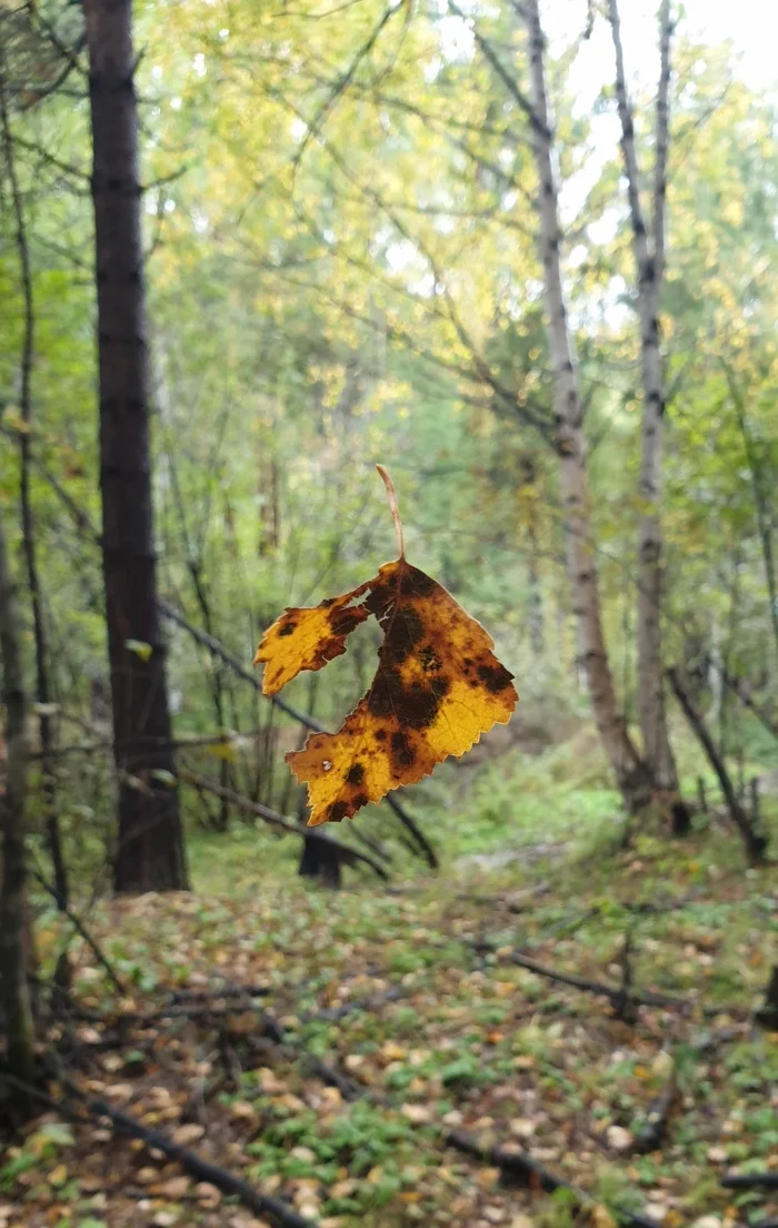 Autumn is among us - My, Samsung, Sheet, Autumn, Autumn leaves