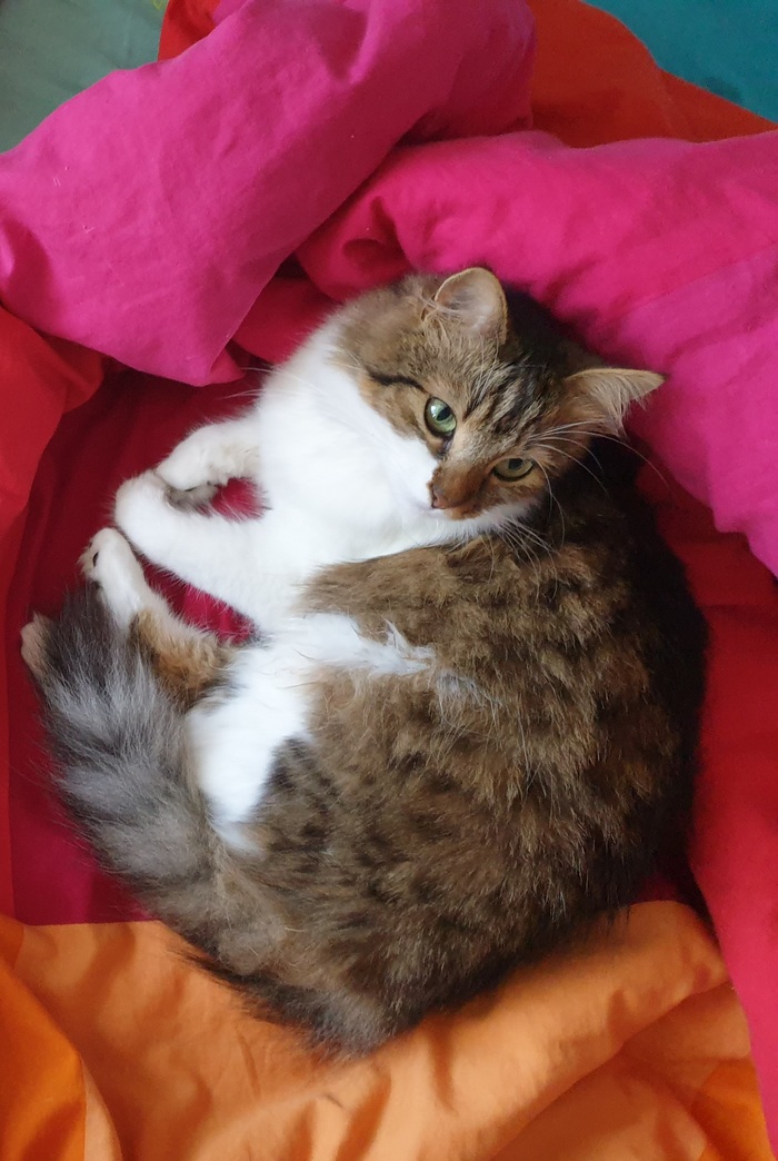 ��� � ��� ������ ���