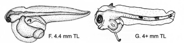 ÓÄÈËÜÙÈÊÈ (Lophiiformes). ×àñòü I Áèîëîãèÿ, Ðûáà, Ðûáà-Óäèëüùèê, Èíòåðåñíîå, Ëèãà áèîëîãîâ, Âèäåî, Äëèííîïîñò