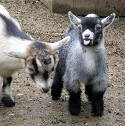 In case you forgot how beautiful baby goats are) - Milota, Kid, Young, Animals, Longpost, A selection, Goat