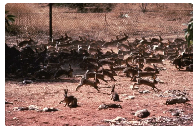 What is the difference between a hare and a rabbit? Everyone! We describe the difference point by point - Hare, Rabbit, Animal book, Yandex Zen, Animals, GIF, Longpost