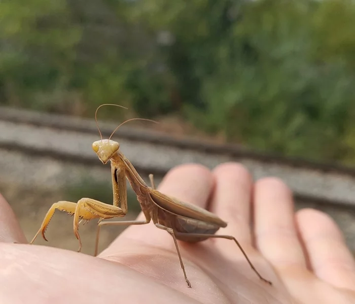 Mantis - My, Insect, Mantis, Insects