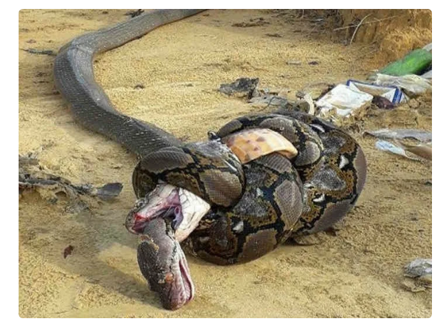 King Cobra: An enemy among one's own. The Death Queen destroys the rest of the snakes - King Cobra, Animals, Yandex Zen, Snake, Longpost