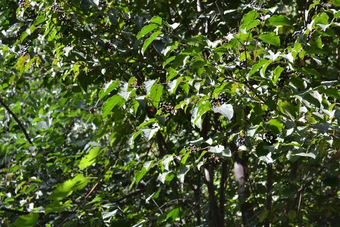 The sun is scorching in September, but if there is a spring nearby, then the depth and richness of the greenery pleases the eye - My, The photo, wildlife, Green trees, Autumn, The sun