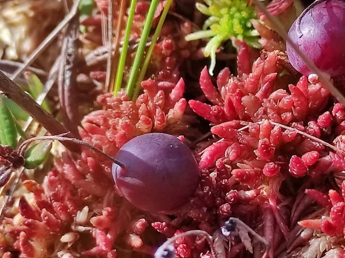 And in the swamp cranberries - My, Mobile photography, Cranberry, Sundew, Nature, Longpost