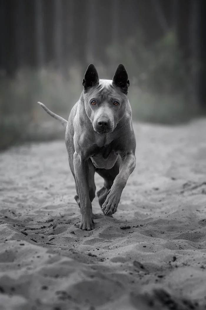 Did you take a photo? Well done! Now run, photographer, run - My, Thai Ridgeback, Dog, The photo