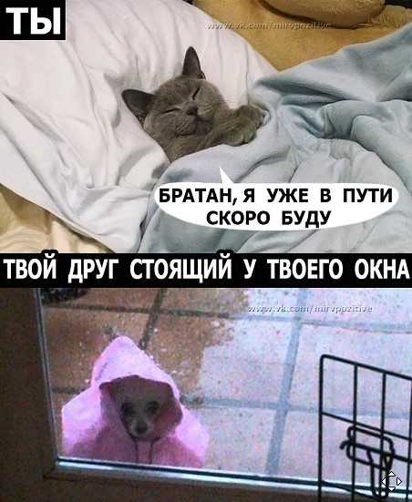 I will be soon - Expectation, Lie, Laziness, Friend, cat, Dog