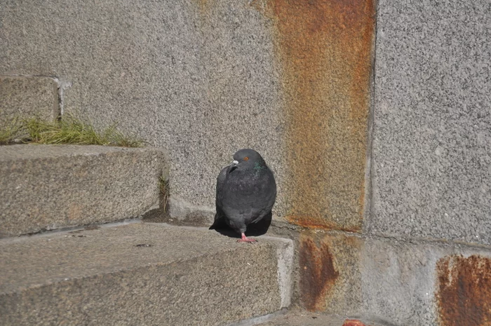 Petersburg picture - My, Saint Petersburg, Autumn, Birds, Town, September, Pigeon, Painting, The photo, Longpost