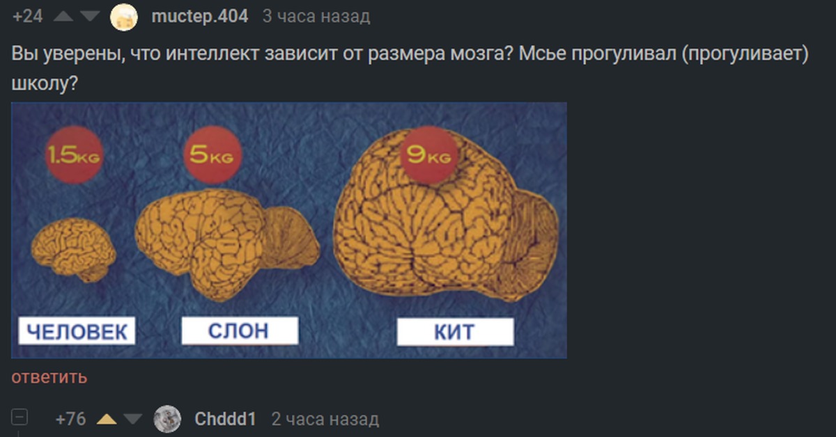 Размер мозга. Размер мозга человека. Размер мозга и интеллект. Какого размера мозг у человека.