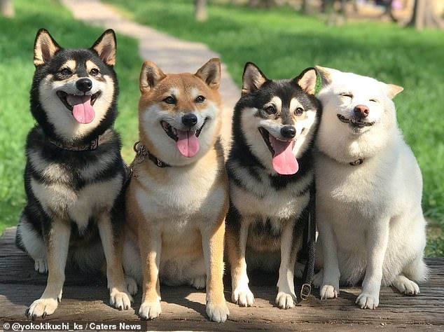 Cute dog who keeps ruining family photos - Dog, Milota, Longpost, Shiba Inu