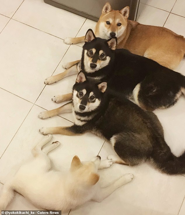 Cute dog who keeps ruining family photos - Dog, Milota, Longpost, Shiba Inu