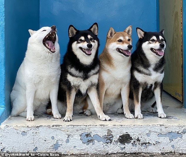 Cute dog who keeps ruining family photos - Dog, Milota, Longpost, Shiba Inu