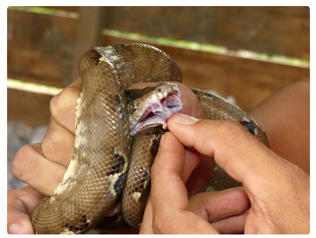 Garden Boa: Breeders love this snake, although it is extremely aggressive. Why? - Animals, Yandex Zen, Snake, Longpost, Boa