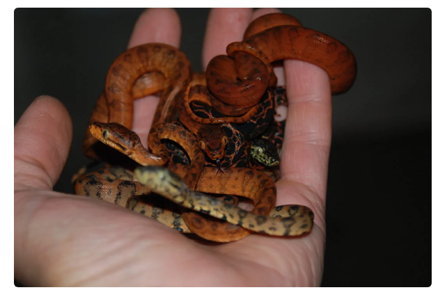 Garden Boa: Breeders love this snake, although it is extremely aggressive. Why? - Animals, Yandex Zen, Snake, Longpost, Boa