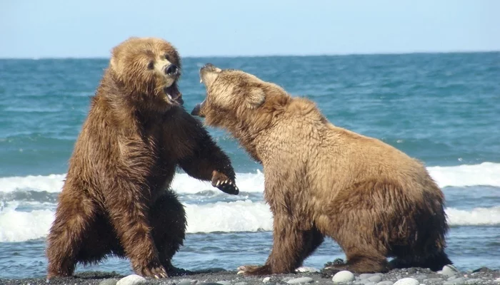 Alaskan Kodiak - The Bears, Biology, Zoology, Alaska, Nature, Animals, Longpost