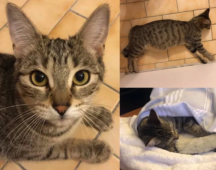 История со счастливым концом) Кот, Котята, Канада, Монреаль, Зоозащитники, Видео, Длиннопост, Нашел дом