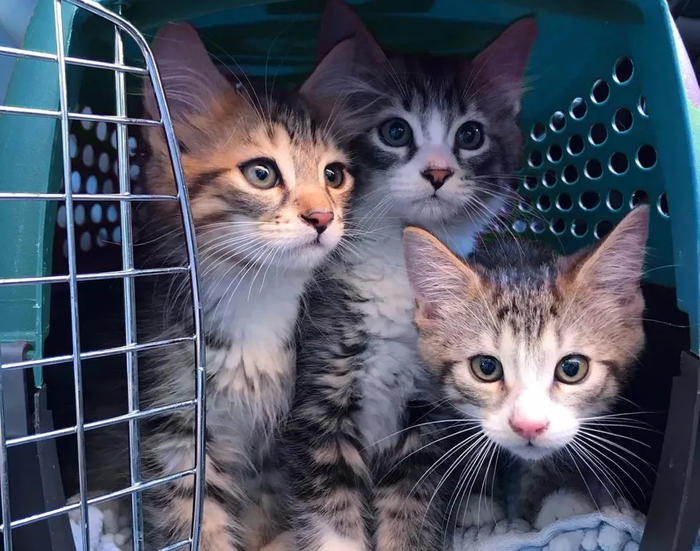 История со счастливым концом) Кот, Котята, Канада, Монреаль, Зоозащитники, Видео, Длиннопост, Нашел дом