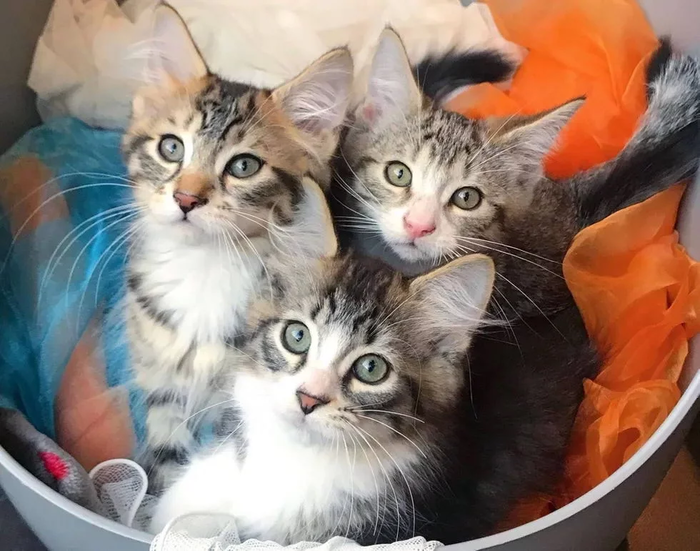 История со счастливым концом) Кот, Котята, Канада, Монреаль, Зоозащитники, Видео, Длиннопост, Нашел дом