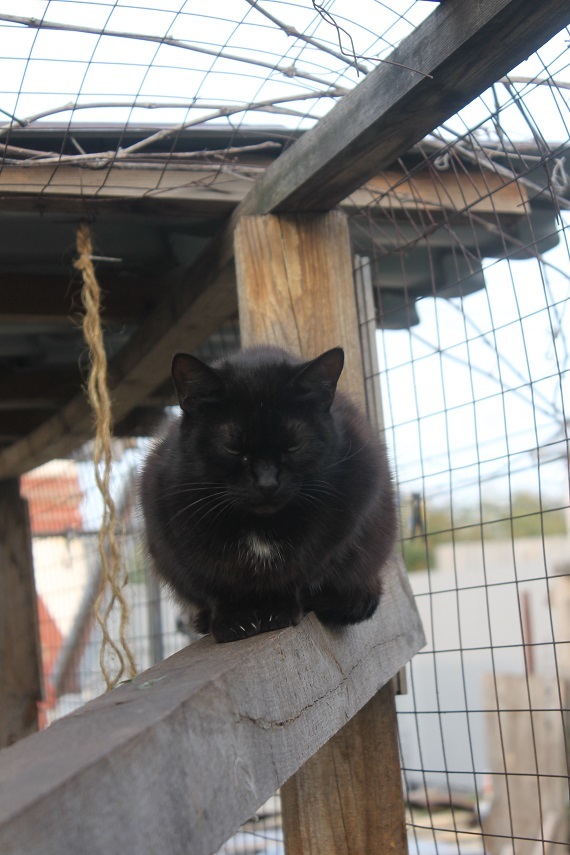 Life of the home shelter Kotoland 250 - My, cat, Shelter, Kindness, Help, Lipetsk, Shelter Cotoland, Longpost, In good hands