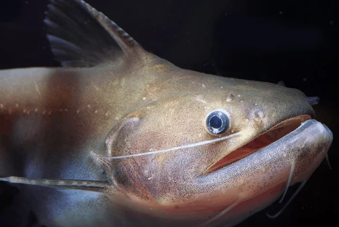 Liver catfish are preparing to move - My, Penza Oceanarium, A fish, Oceanarium, Crookshanks, Catfish, Aquarium, Aquarium fish, Animals, Interesting, Video, Longpost