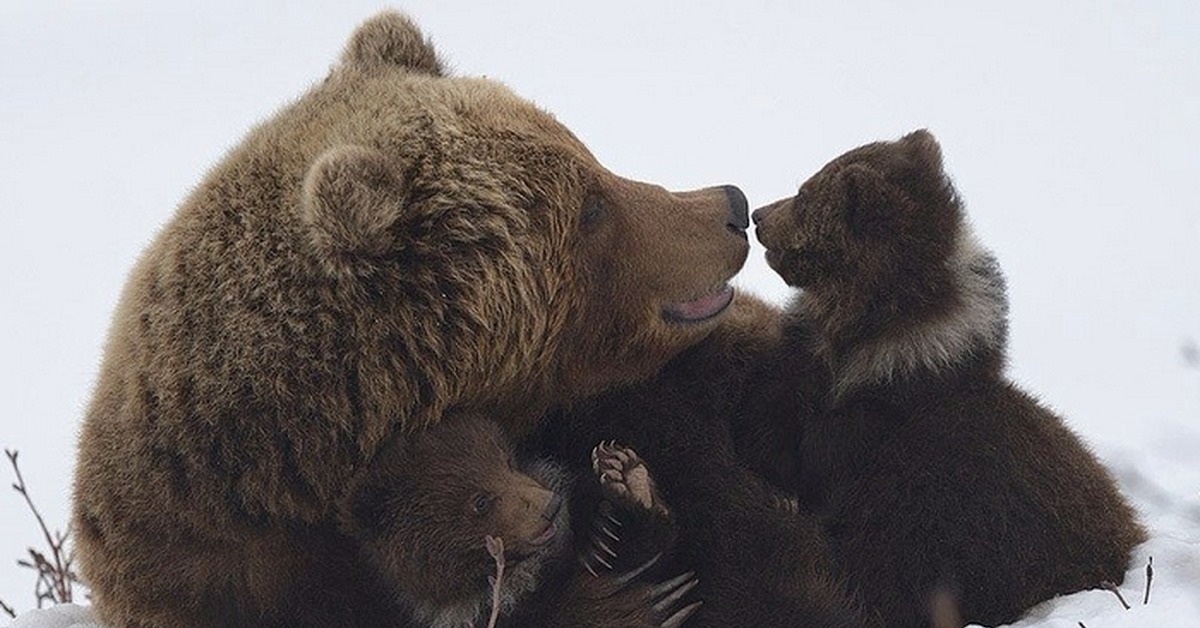 Почему у медведя нет мамы. Медведь Медведица Медвежонок. Медвежонок с мамой. Медведица с медвежатами. Мама Медведица и Медвежонок.