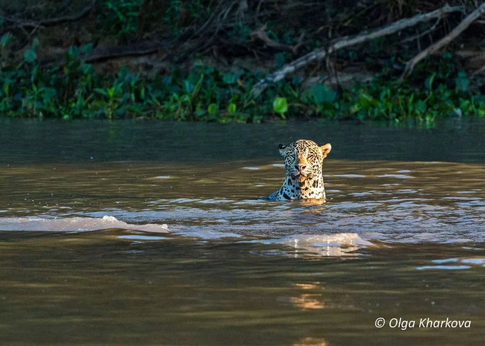 Because without water, neither there nor here! - Big cats, Jaguar, Brazil, Bathing, Wild animals, The national geographic, The photo, Animals, Bathing