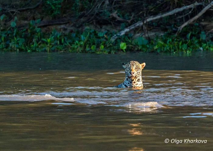 Because without water, neither here nor there! - Big cats, Jaguar, Brazil, Bathing, Wild animals, The national geographic, The photo, Animals