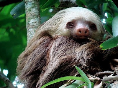 Really lazy boyfriends... - Animals, Sloth, Central America, South America, Courtship, The national geographic, Wild animals, Longpost