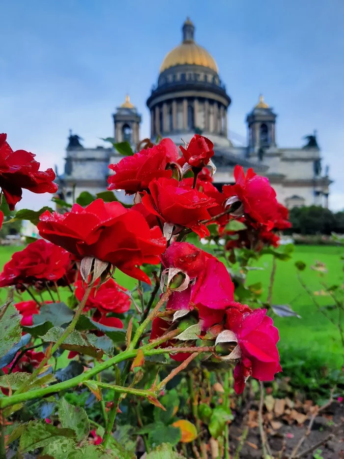 Morning of September - My, Morning, Autumn, Flowers, the Rose, Saint Petersburg
