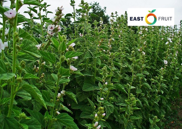 ��� �������� ������� ����� $3,5 ���./�� ��� ����������� ����� �������������� � �������