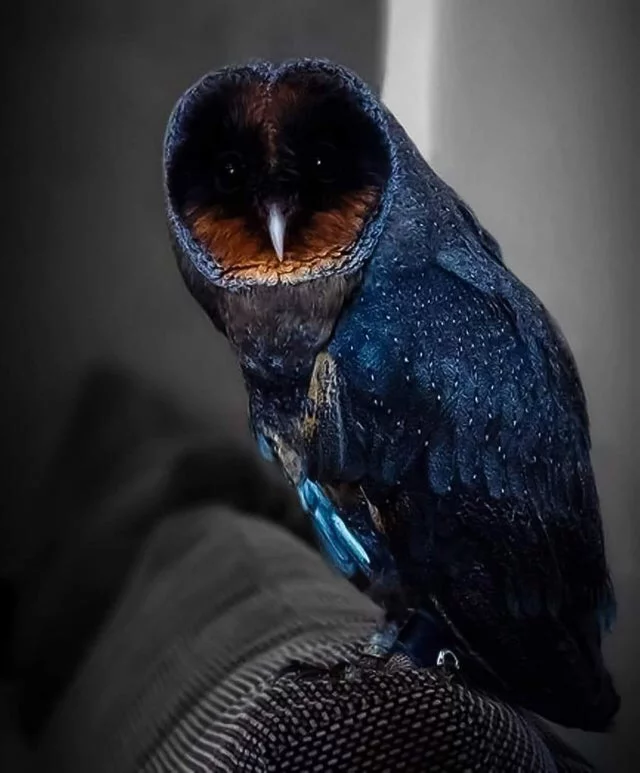 Rare black barn owl - The photo, Birds, Barn owl