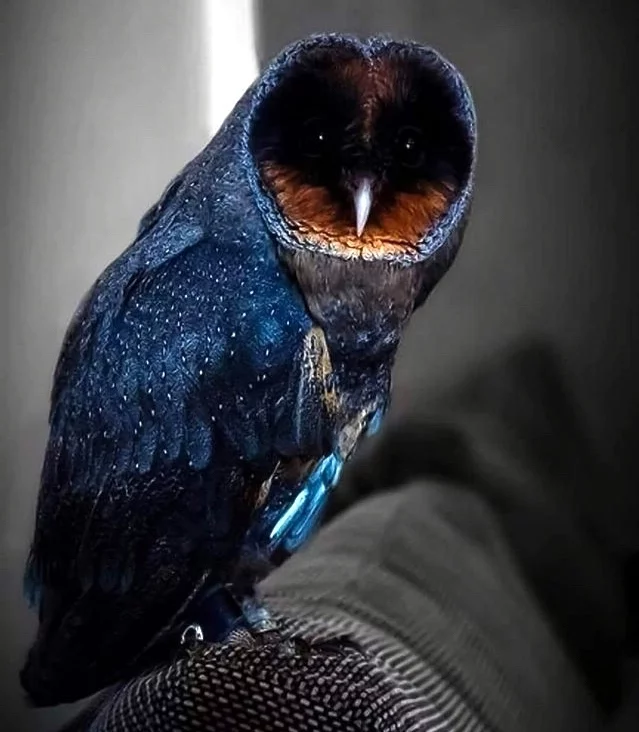 Rare black barn owl (mirrored) - Reddit, Shadow, It seemed, Birds, Barn owl