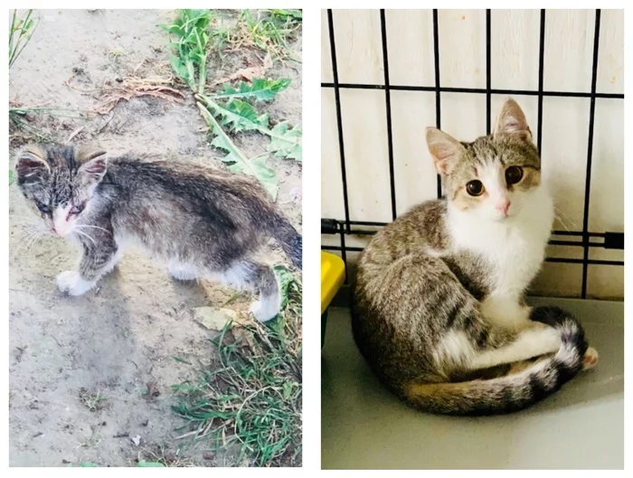 Rescued timid Sonya. - My, cat, Kittens, No rating, Saint Petersburg, Leningrad region, In good hands, Animal Rescue, It Was-It Was