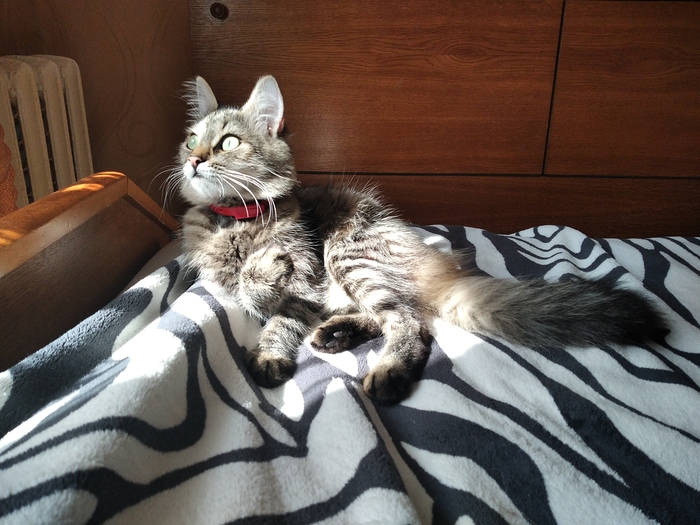 Нужна помощь ветеринара