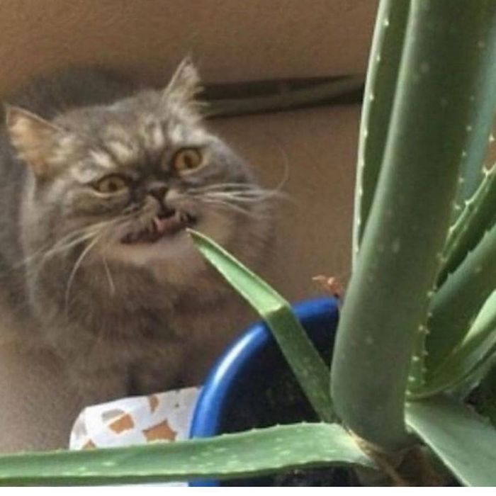     Funny cat eats Aloe vera plant - YouTube