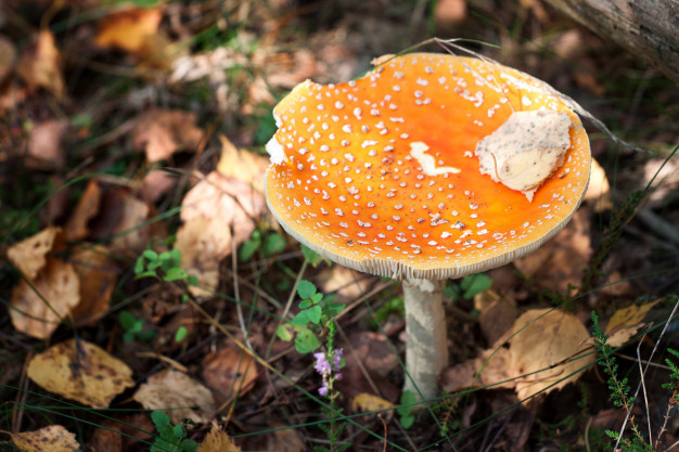 Is it possible to eat Red Fly Agaric? - My, Mushrooms, Autumn, Forest, Fly agaric, Longpost