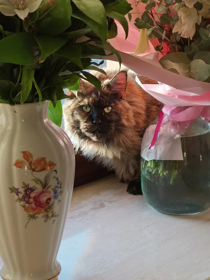 Coon in flowers - My, Maine Coon, Pets, cat