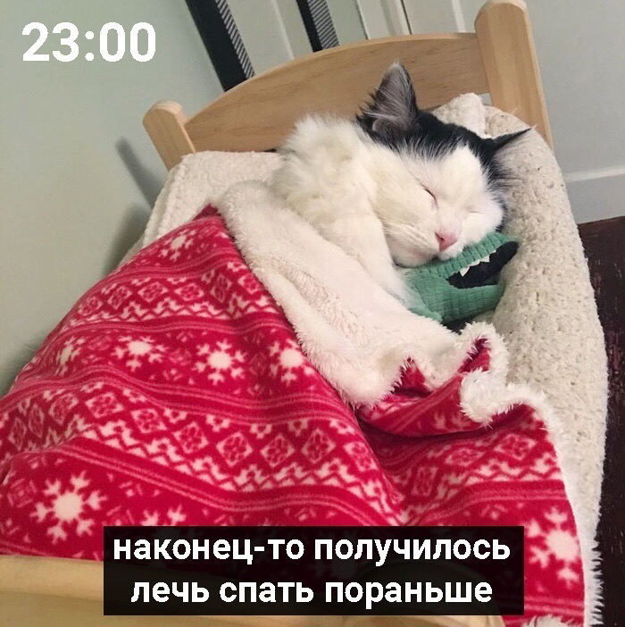 It's about me - cat, Picture with text, Dream, From the network, Longpost