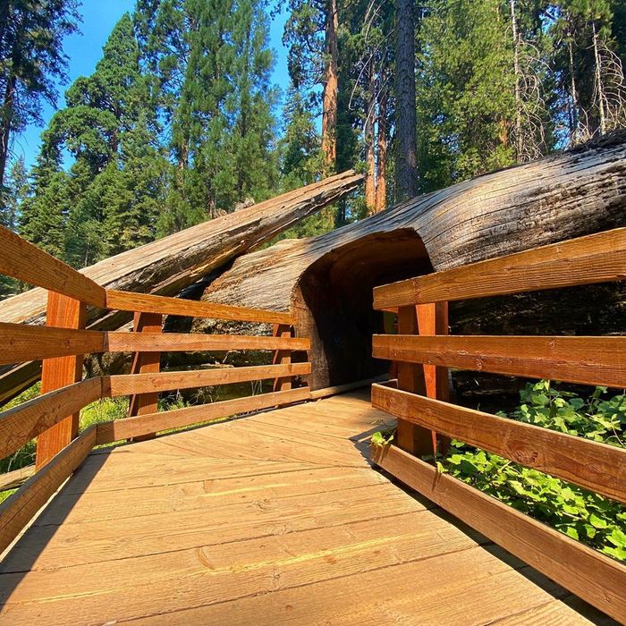 Sequoia Tunnel,Sequoia National Park, California  , , , , 