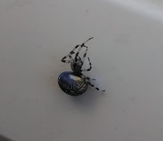 Spider Rescue - My, Spider, Nature