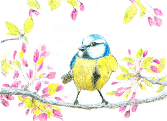 Tit. Drawing with wax crayons - My, Copyright, Drawing, Tit, Birds, Wax crayons