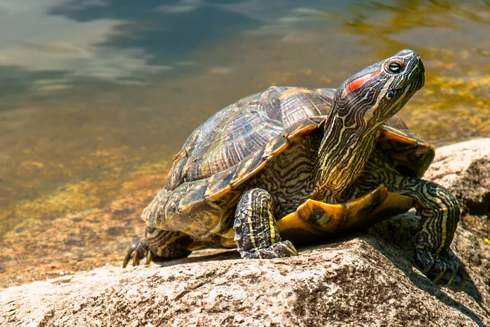 Under the September sun - My, Pond slider, Wild, , Mountain Lake